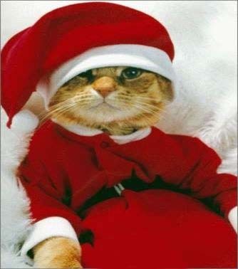 {QUAND LES CHATS PARLENT}